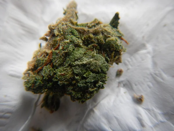 大麻和杂草 — 图库照片