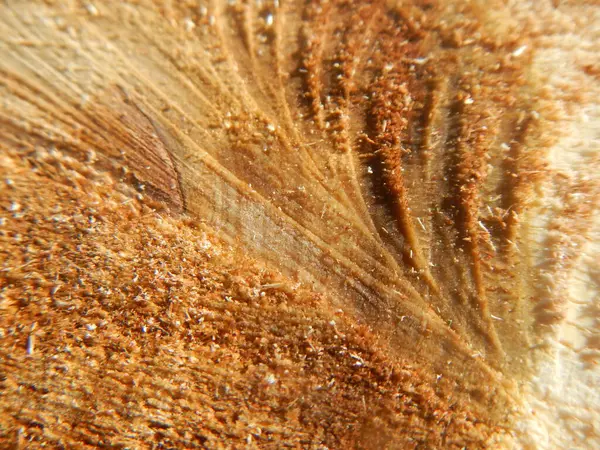 ahşap bir dokusu olan eski ahşap bir arka planın makrosu.