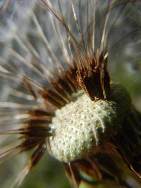 Kwiat Mniszka Lekarskiego Bliska Widok Makro Fotografia — Zdjęcie stockowe