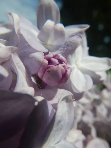 Bahçedeki güzel pembe çiçekler leylak rengi