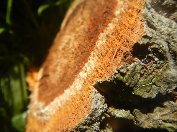 Bir odun parçasını kapat.