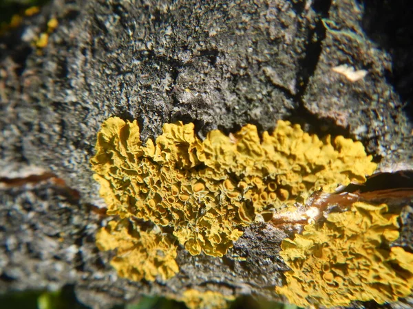 Textura Kůry Starého Stromu Žlutou Lišejníkovou Houbou — Stock fotografie