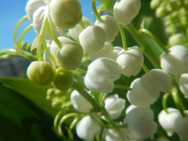 Bahçenin beyaz çiçekleri Vadinin zambakları ya da kar damlaları
