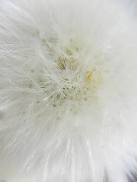 Семена Одуванчика Ветру — стоковое фото
