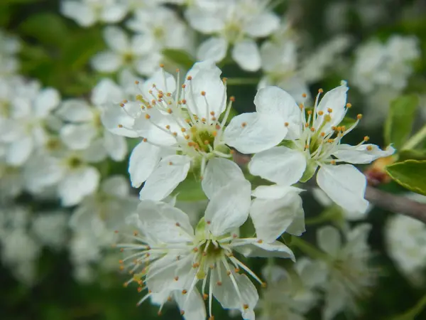 Květ Kvetoucích Stromů Jabloně Třešně Meruňky — Stock fotografie
