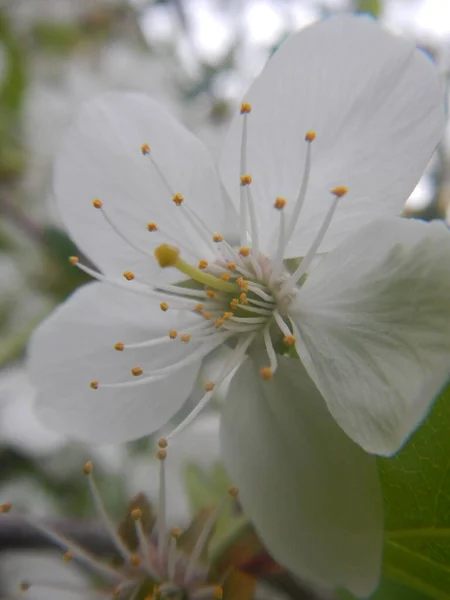 Çiçek açan ağaçlar elma, kiraz ve kayısı