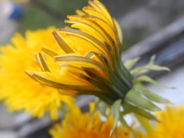 Närbild Vackra Blommande Blommor Natur Koncept — Stockfoto