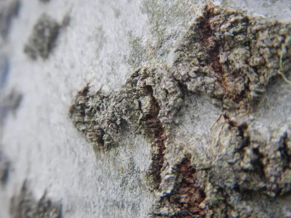 Ağaç kabuğunu büyüyerek kapat