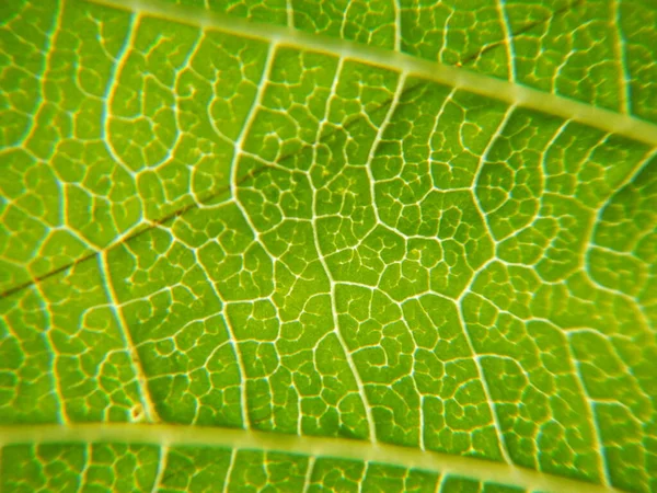 Struktura Makra Zelených Listů — Stock fotografie
