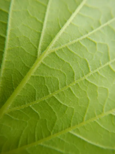 Close Green Leaf — Stock Photo, Image