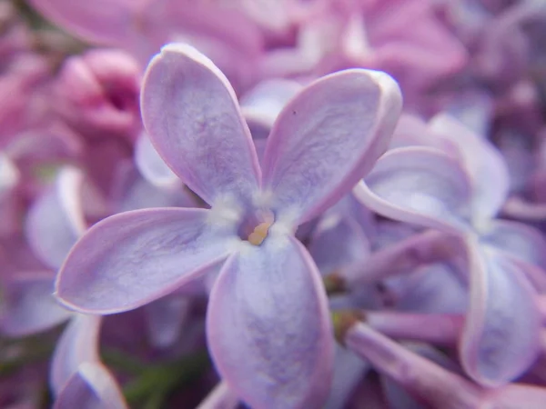 Close Lilac Flowers — Stock Photo, Image