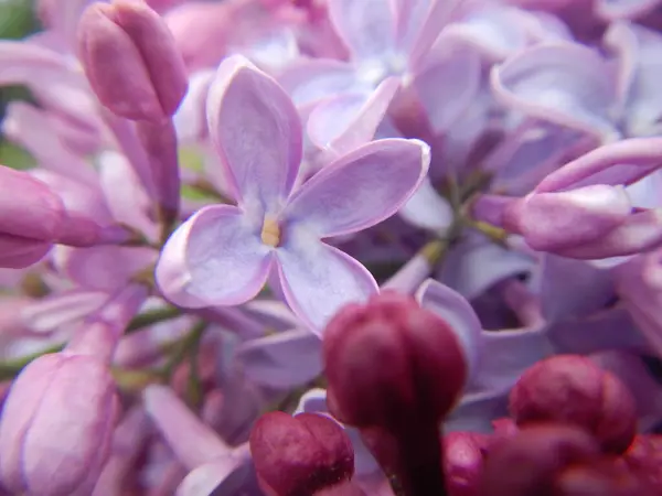 Bahar çiçekleri, bitkiler ve yapraklar.