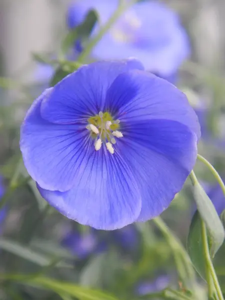 Bahçede yetişen güzel mavi çiçekler Yazın güneşli bir günde makroda