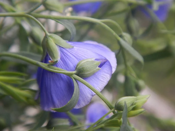 Bahçede yetişen güzel mavi çiçekler Yazın güneşli bir günde makroda