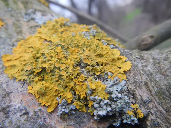 Sarı liken mantarlı yaşlı bir ağacın kabuğunun dokusu.