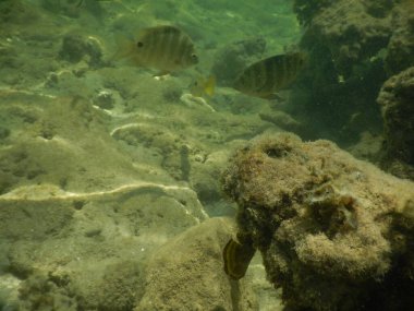 Deniz sualtı dünyası