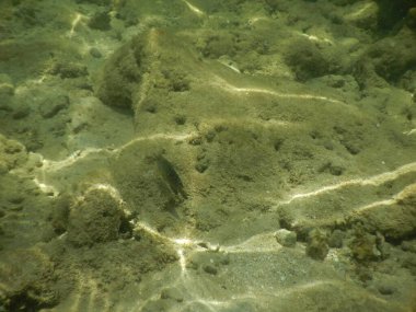 Su altı sahnesi. Deniz suyundaki balıklar.