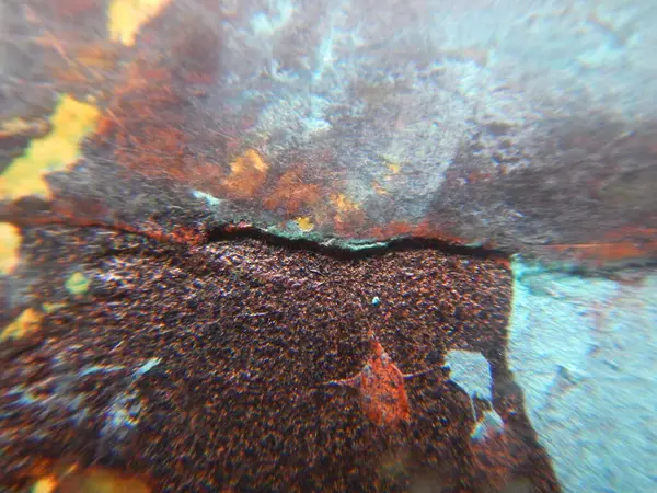 Denizde kızıl mercanın sualtı görüntüsü