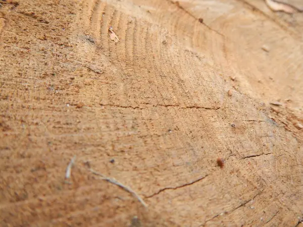 ağaç doku arka plan