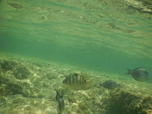 Akdeniz 'de balıklı deniz suyu