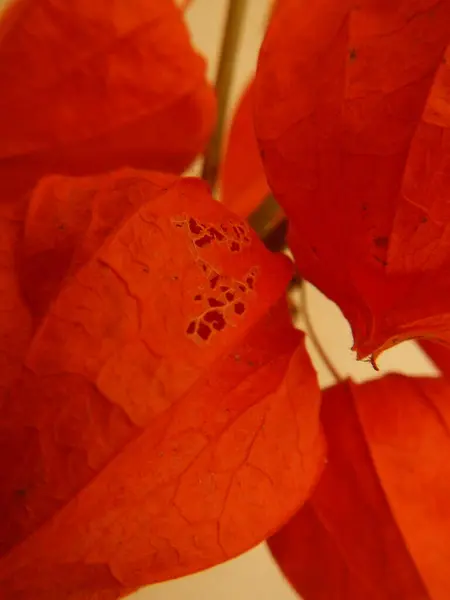 sonbahar mevsiminde kırmızı yaprakları