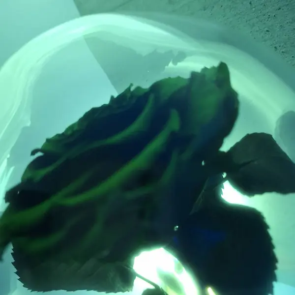 Güzel doğal su manzarası