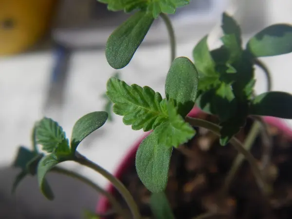 Tencerede küçük kenevir yaprakları