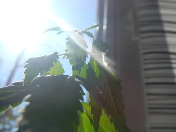 yeşil yapraklar ot marihuana 