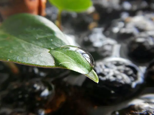 Ağaçtaki taze yeşil yapraklar
