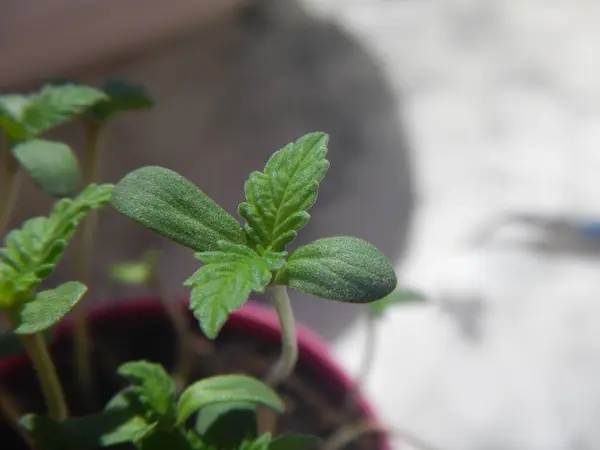 Bahçedeki genç bitki