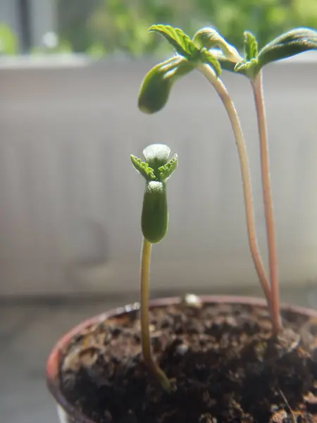 Bahçede yetişen yeşil bitki