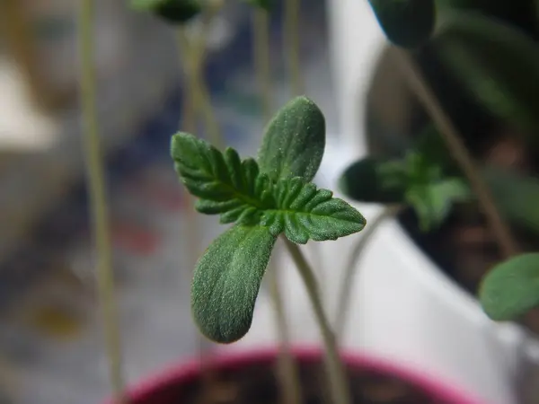 Bahçede yeşil yapraklar