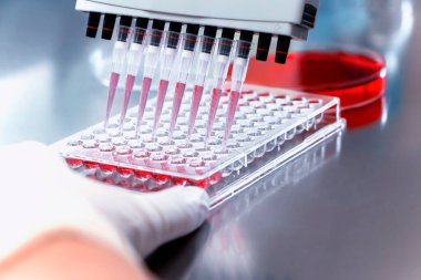 Biyolojik testler için mikro plakaya mikro pipet atma çözeltisi kullanan bir araştırmacı. 96 kuyu levhası ve biyolojik analiz için örnekler. Biyomedikal araştırmalar için elinde mikroplaka tutan bilim adamı..