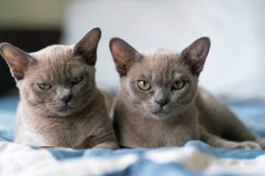 Gri Burmalı kedi evde bir yastığın üzerinde yatıyor..