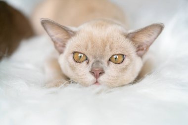 Bej renkli burma kedisi evde bir sandalyede oturuyor..