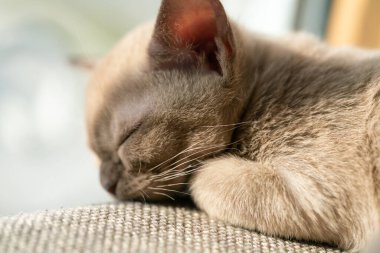 Bej renkli burma kedisi evdeki kanepede yatıyor..