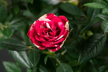 iki renkli Abrakadabra gülü tomurcuğu açılıyor, kapat