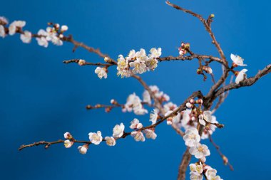 Kayısı ağacının çiçek açan dalı. Yaklaş.