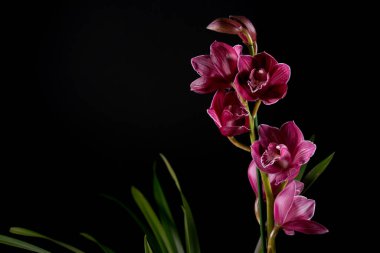 Siyah arka plan üzerine izole yaprakları ile Cymbidium orkide çiçek