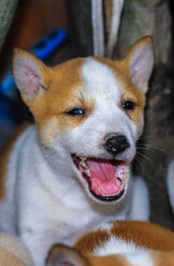 Şirin köpek portresi. Hint sokak köpeği yavruları oynuyor..