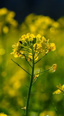 Güzel sarı çiçeğin üzerine çiy damlası düşer. Duvar kağıdı için sarı ve çiçekli hardal bitkisi..