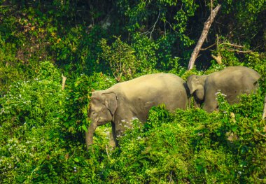 Yavru fil ile birlikte anne fil yiyecek arıyor. Anne fil, ormanda yavru fille yiyecek aramak için yürüyor..