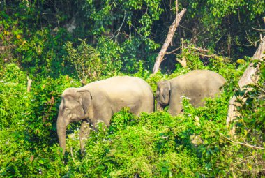 Yavru fil ile birlikte anne fil yiyecek arıyor. Anne fil, ormanda yavru fille yiyecek aramak için yürüyor..