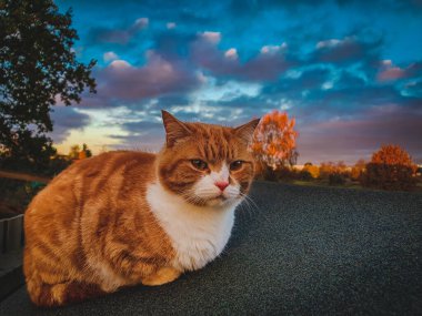 Kızıl bir erkek kedi, arka planda dramatik bir günbatımı gökyüzü olan bir barakanın çatısında dinleniyor..
