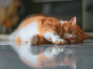 Kızıl kedi rahat bir atmosferde yerde dinleniyor..