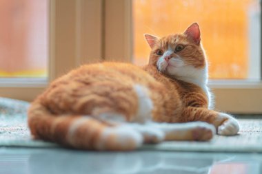 Kızıl kedi etrafındaki gürültüden korkan çevreyi kontrol eder..