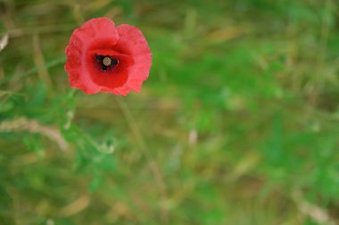 Yeşil arkaplan ve kitap kapakları veya reklamlar için uygun kopyalama alanına sahip Poppy Flower 'ın yüksek kaliteli yakın çekimi