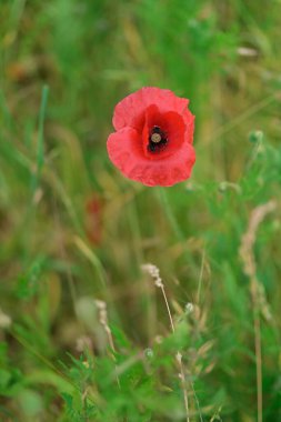 Yeşil arkaplan ve kitap kapakları veya reklamlar için uygun kopyalama alanına sahip Poppy Flower 'ın yüksek kaliteli yakın çekimi