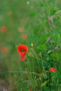 Yeşil arkaplan ve kitap kapakları veya reklamlar için uygun kopyalama alanına sahip Poppy Flower 'ın yüksek kaliteli yakın çekimi