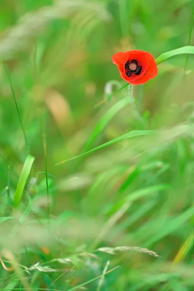 stock image High quality closeup of Poppy Flower with green background and copy space suitable for book covers or ads